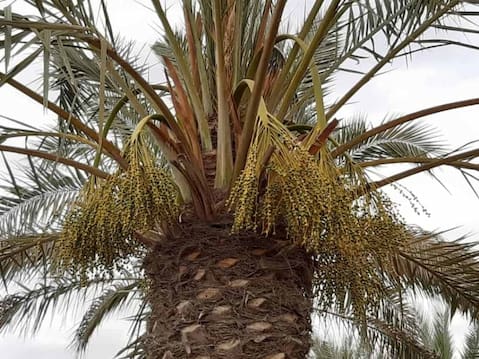 قیمت خرید عرق طارونه اصل عمده به صرفه و ارزان 2